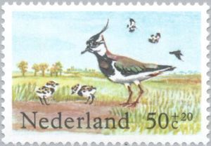 Northern Lapwing (Vanellus vanellus)
